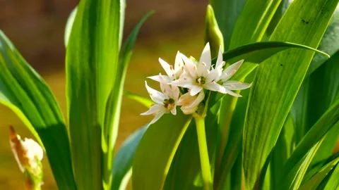 Ramsons (Allium ursinum) close up of fresh flowers slightly moves in the wind Stock Footage 151399062