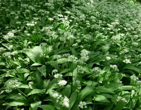 Ramsons, allium ursinum Stock Photos
