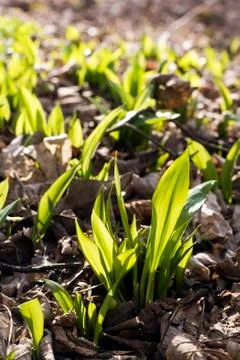 Ramsons (bear's garlic) Foto stock