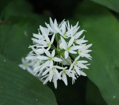 Ramsons, buckrams or wild garlic (Allium ursinum) blooming in spring in the f Foto stock
