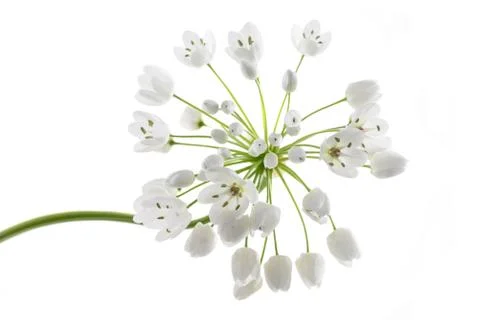 Ramsons flowers Stock Photos