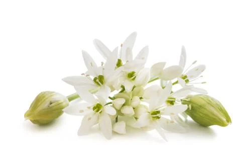 Ramsons flowers Stock Photos