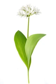 Ramsons flowers Stock Photos