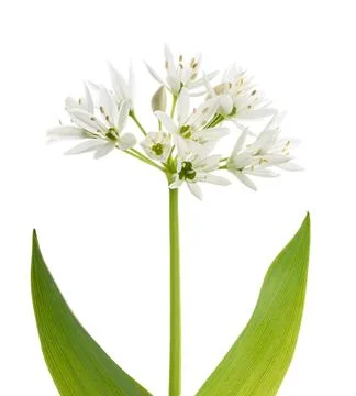 Ramsons flowers Stock Photos