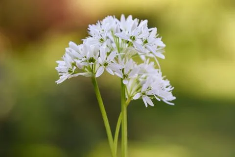 Ramsons flowers Stock Photos