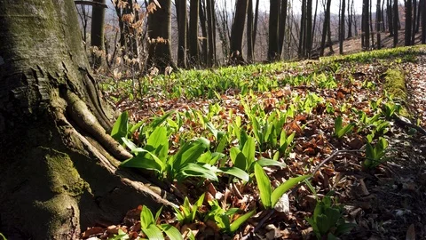 Ramsons in forground in nice forest - Spring, Hungary Stock Footage 111930950