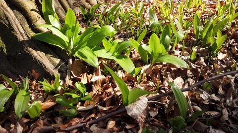 Ramsons in forground in nice forest - Spring, Hungary Stock Footage 111931068