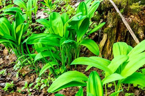 Ramsons or wild garlic grows in spring in the forest and taiga and is a sourc Stock Photos