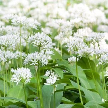Ramsons Stock Photos