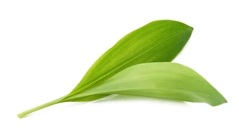 Ramsons plant . Stock Photos