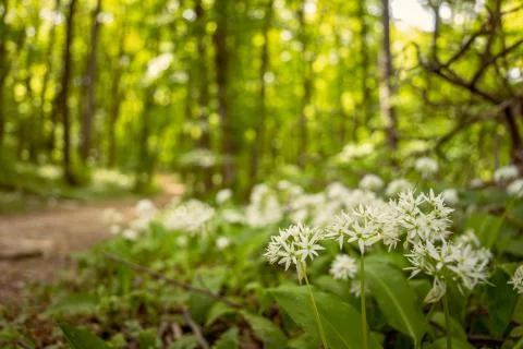 Ramsons (Wild garlic) in a forest during a sunny summer day. Foto stock
