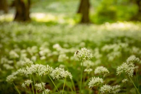 Ramsons (Wild garlic) in a forest during a sunny summer day with a bee polina Foto stock