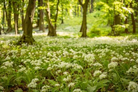 Ramsons (Wild garlic) in a forest during a sunny summer day. Stock Photos