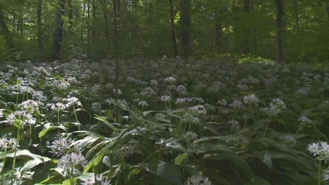Ramsons in the wood in spring Stock Footage 252842069