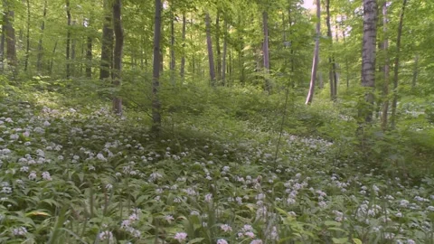 Ramsons in the wood in spring (slide) Stock Footage 252842173