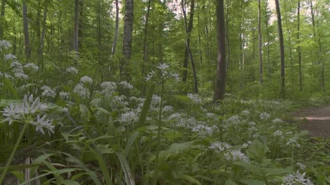 Ramsons in the wood in spring (slide) Stock Footage 252842231