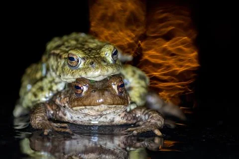 Rana temporaria,toad migration light reflection Stock Photos