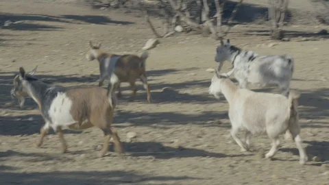 Ranch animals goats. Stock Footage 105819234