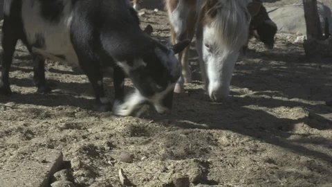 Ranch animals goats, horses, sheep. Stock Footage 105803473