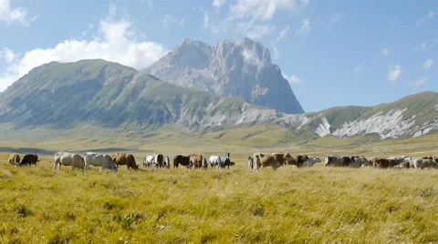 Ranch animals in green field with mountains in the background Stock Footage