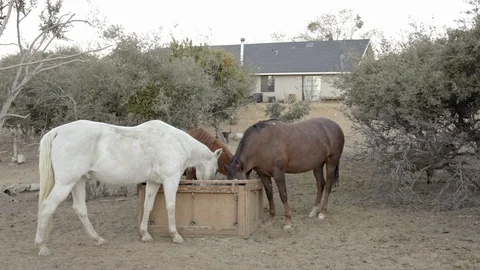 Ranch animals horses. Stock Footage 105549425