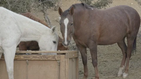 Ranch animals horses. Stock Footage 105764798