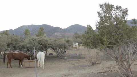 Ranch animals horses. Stock Footage 105765633