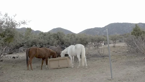 Ranch animals horses. Stock Footage 105766334
