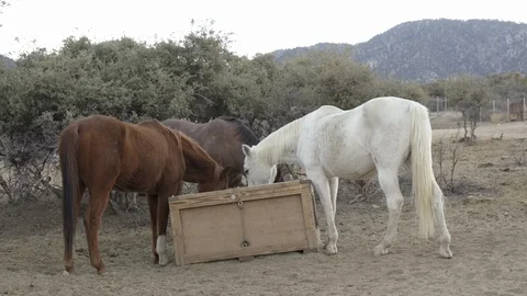 Ranch animals horses. Stock Footage 105767191