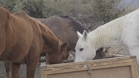 Ranch animals horses. Stock Footage 105770520