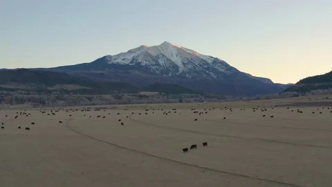 Ranch Cattle Under Mount Sopris Stock Footage 166330975
