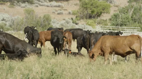 Ranch Cows Grazing Stock Footage 59100943