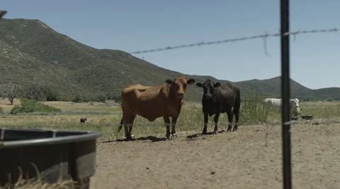 Ranch Cows On Other Side Of Barb Wire Fence Stock Footage 59101442