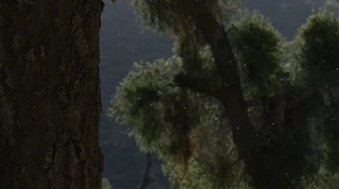 Ranch Dust and Bugs In Air Stock Footage 59101406