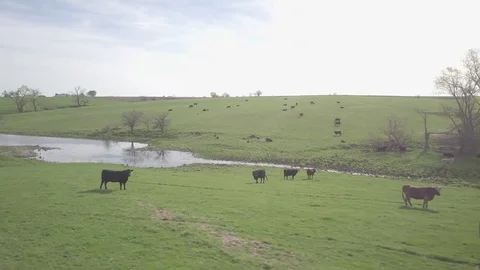 Ranch Video stock 77706856
