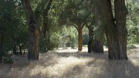 Ranch Grass Lock Off Stock Footage 59101450