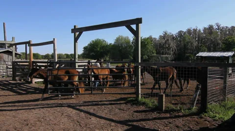 Ranch hand opens horse corral Stock Footage 33804436