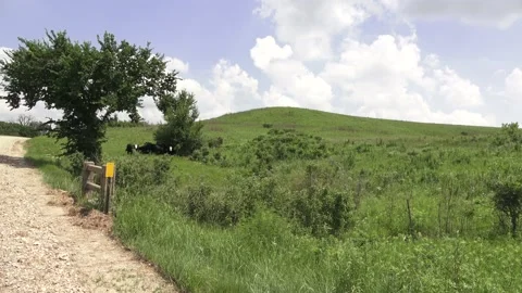 Ranch Hill and Cows Stock Footage 134747716