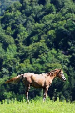 Ranch in Hokkaido Stock Photos