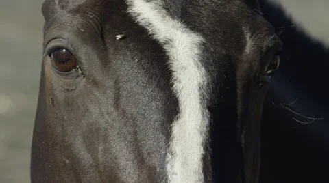 Ranch Horse Eyes Close Up Stock Footage 59100884