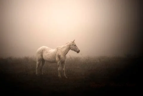Ranch Horse Stock Photos