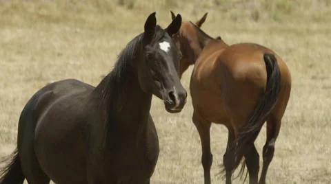 Ranch Horse Shaking Head Stock Footage 59100896