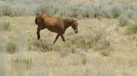 Ranch Horse Walking Stock Footage 59100882