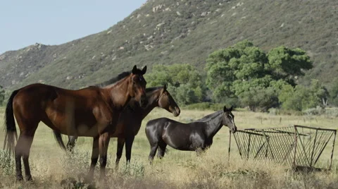 Ranch Horses Stock Footage 59101555