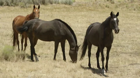 Ranch Horses Grazing Stock Footage 59100936