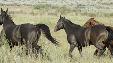 Ranch Horses Running Stock Footage 59101357
