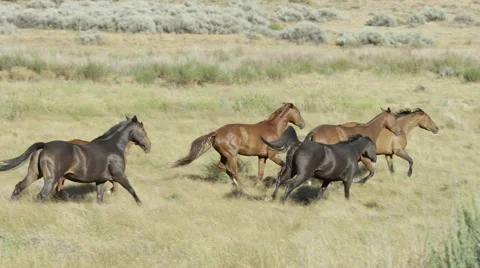 Ranch Horses Running Stock Footage 59101610