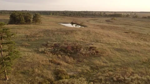Ranch Pond Aerial Shot - Drone Flyover Over Texas Field at Golden Hour Stock Footage 341710366