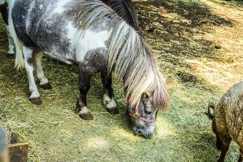 Ranch pony image Stock Photos