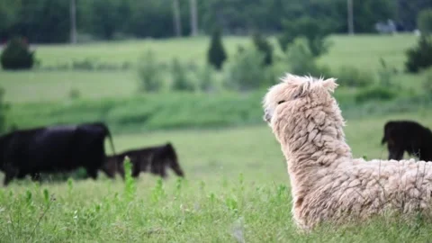 Ranch scenes in Oklahoma 스톡 동영상 245324881